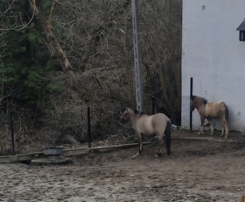 Zamienie koniki polskie
