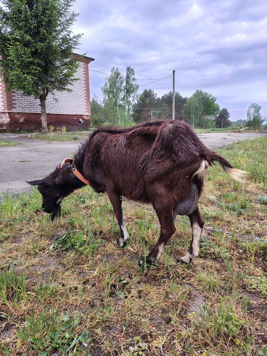 Продам безрогу козу