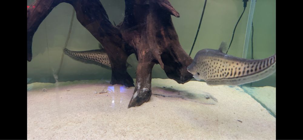 ~42cm Chitala blanci / Royal knifefish / Peixe faca Real