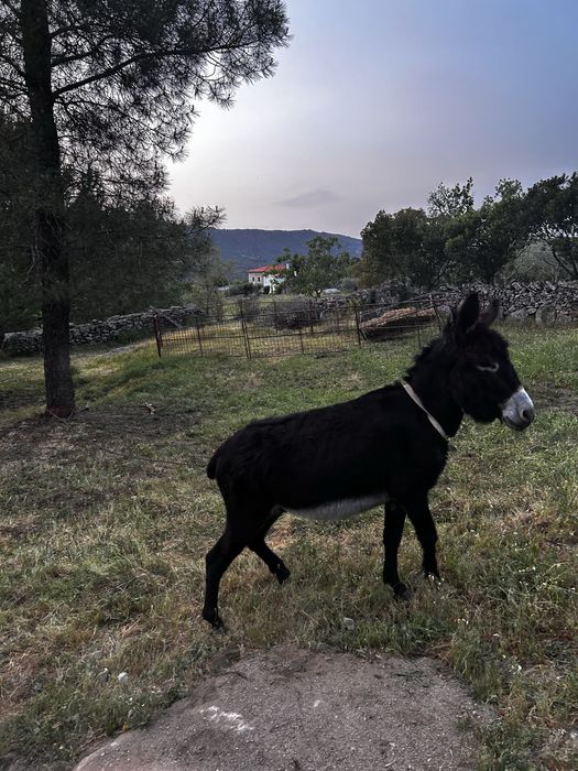 Burro arraçado Mirandés