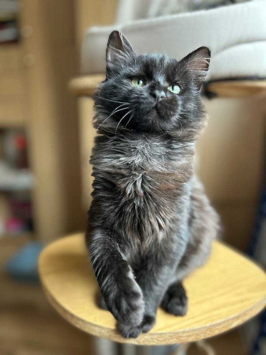 Милий чорний пухнастик.