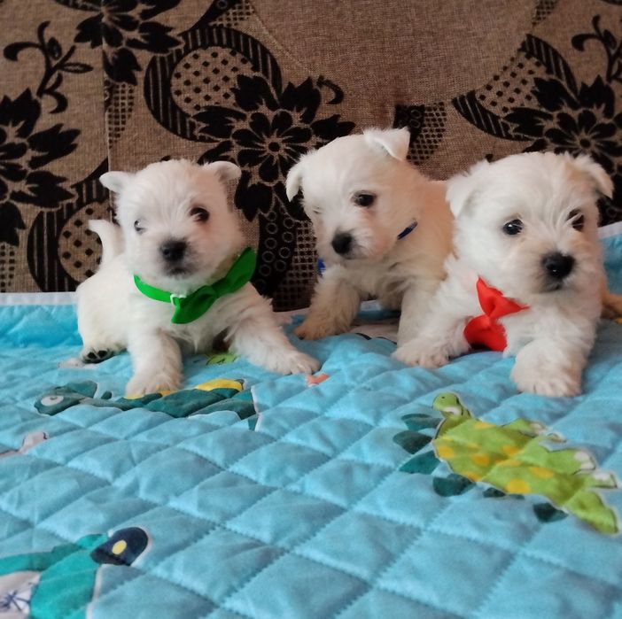 West Highland White Terrier