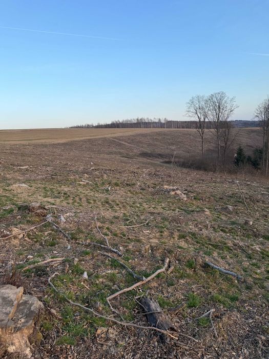 Mulczowanie, wycinka drzew i zakrzaczeń, karczowanie