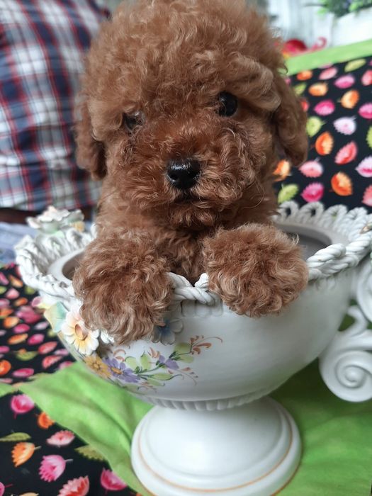 Красавчик пуделек приглашает дам!