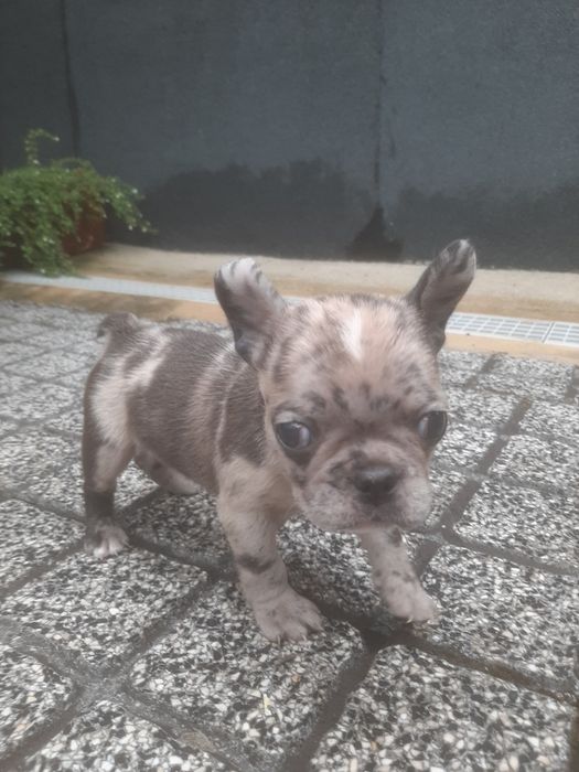 Buldog Francês Isabella Merlle