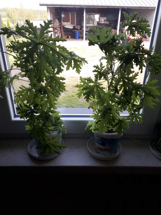 Geranium/cytrynka/anginka