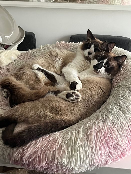 Gatinhos machos adoção responsável