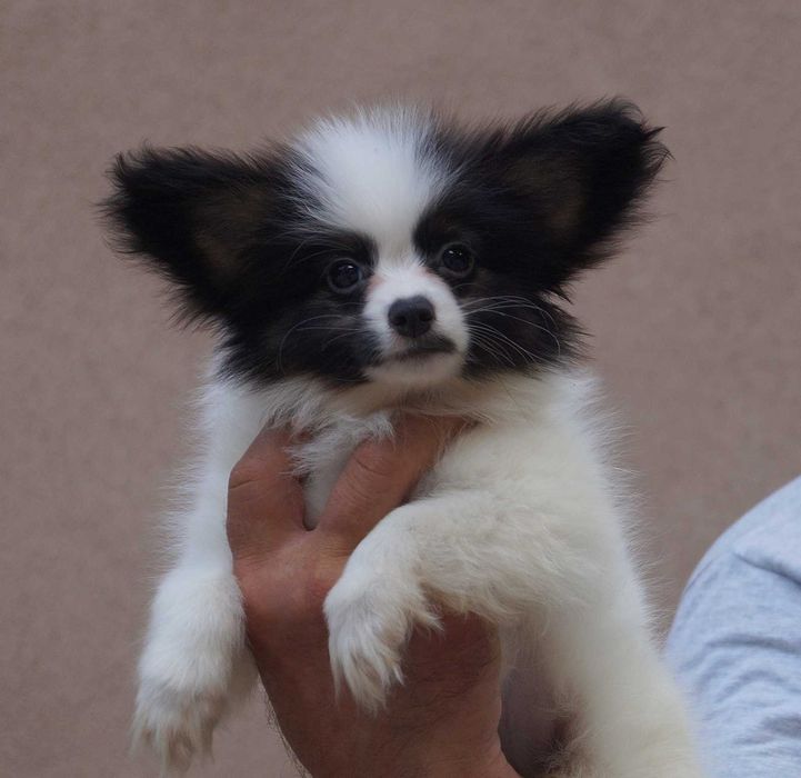 папийон мальчик белокорпусный