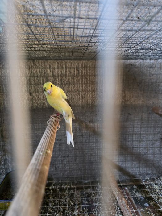Canário macho  ceder