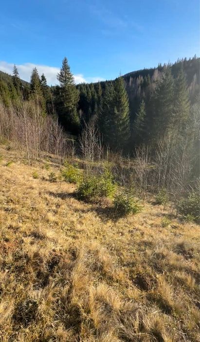 Приватна діоянка межує з лісом та струмком .