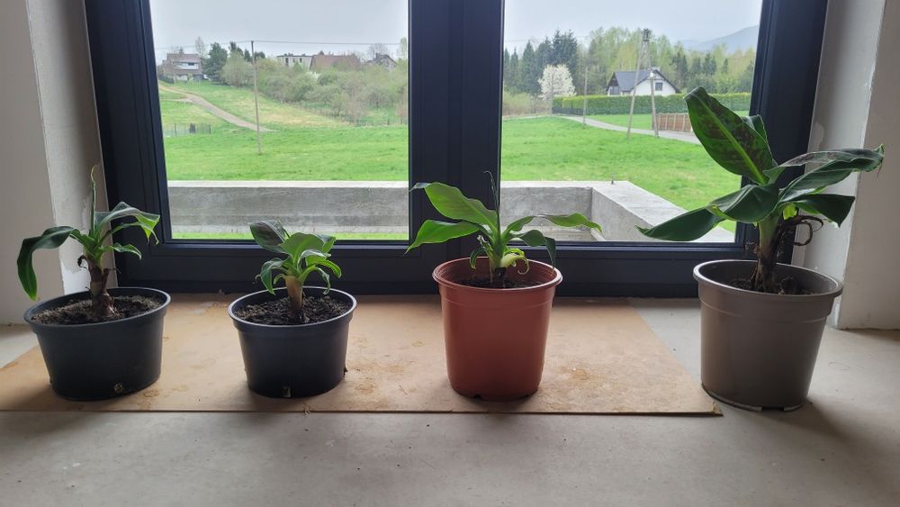 Bananowiec Musa Tropicana młoda sadzonka