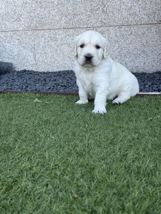Golden Retriever menino maravilhoso