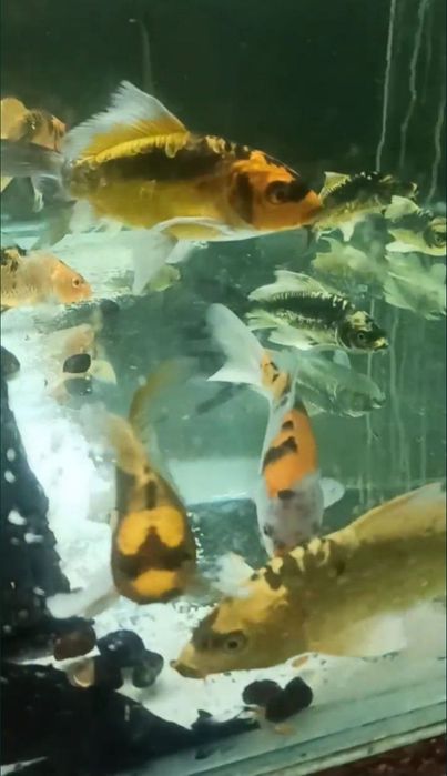 Ставкова риба, карпи кої