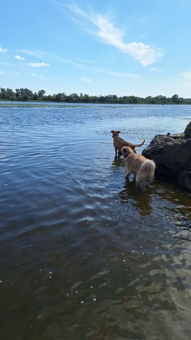 Зооготель | Перетримка собак у кінолога | Дресирування з проживанням