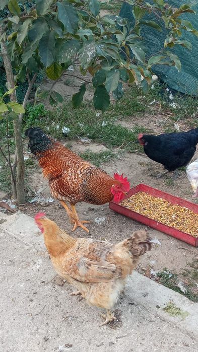 Vendo galos caseiros