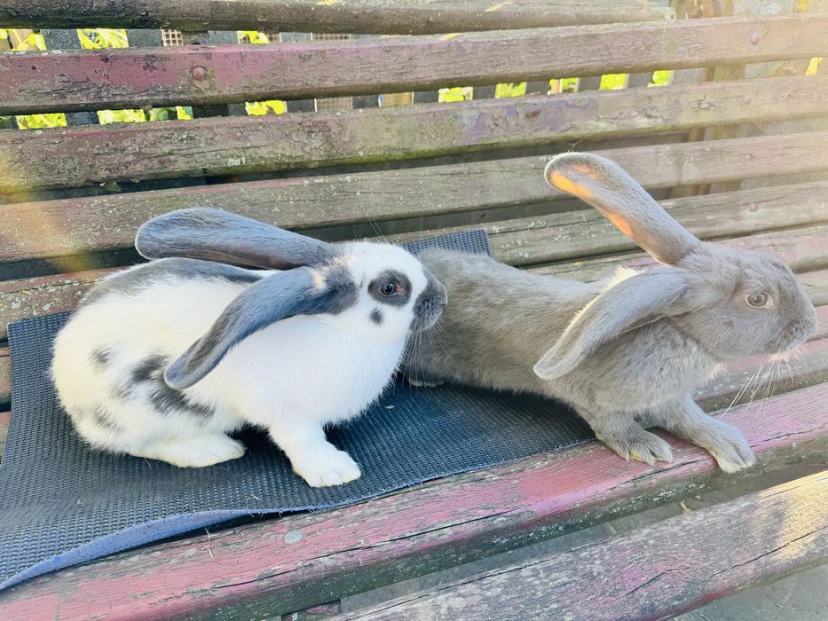 Kroliki srokacze niemieckie blue młode 4 miesieczne