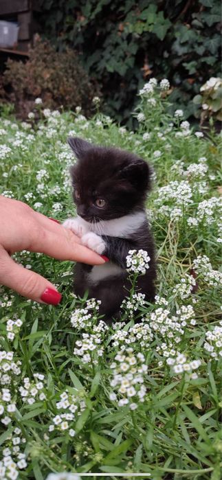 Котик шукає люблячу  родину