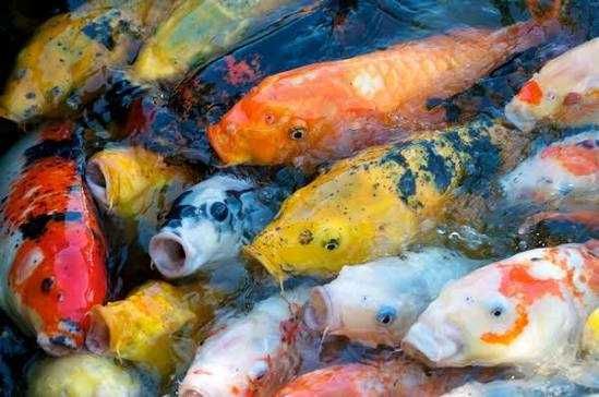 Karp ozdobny koi 20-25cm WYSYŁKA AKWAWIN różne odmiany barwne DO OCZKA STAWU