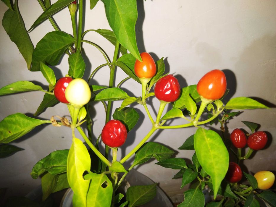 перчик комнатный