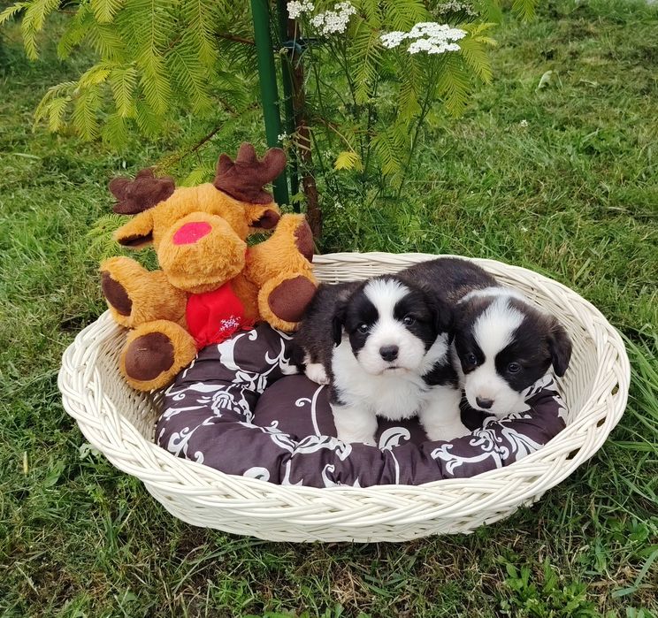 Welsh Corgi Cardigan słodki piesek Yogi Długowłosy Fluffyrodzice z kompletem badań genetycznych
