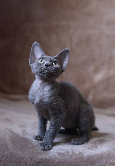 Dziewczynka Devon Rex z rodowodem FPL