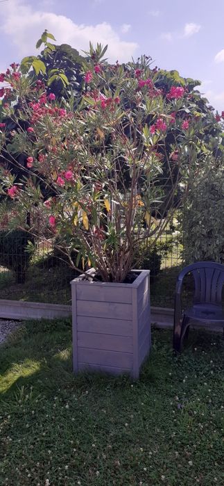 Sprzedam oleander 3sztuki