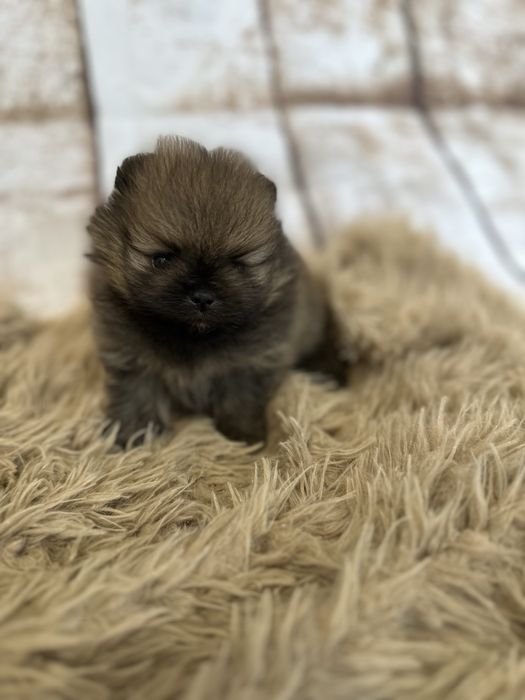 Szpic miniatyrowy Pomeranian śliczny xs chłopczyk