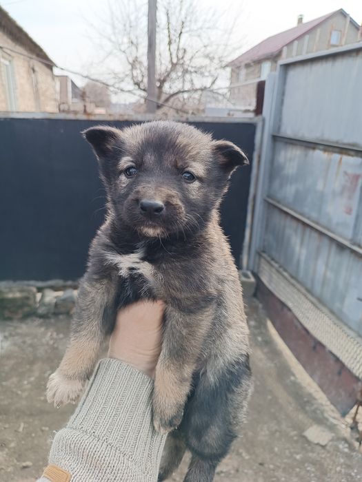 Цуценята в добрі руки