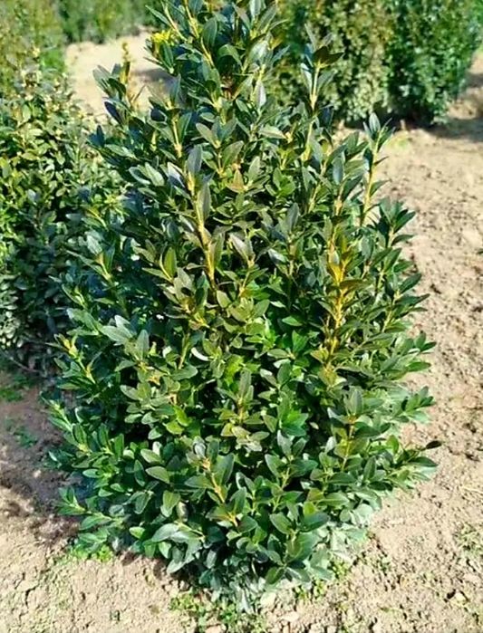 Кущі  самшит і гортензія