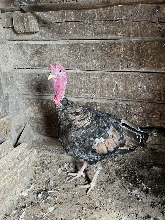 Індик дорослий бронзовий