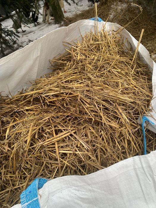 Oddam obornik / słomę spod kaczek