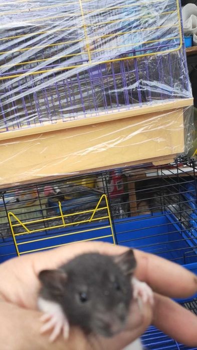 Крыски Дамбо,криси,крисята