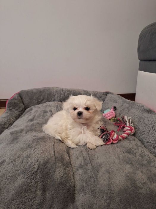 Maltańczyki z Domowej Hodowli