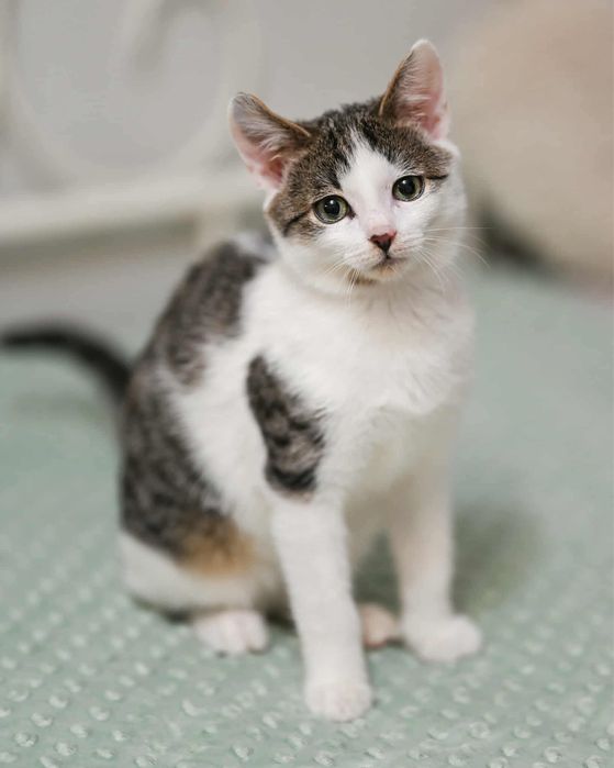 KRIS - slodki kocurek do pokochania!