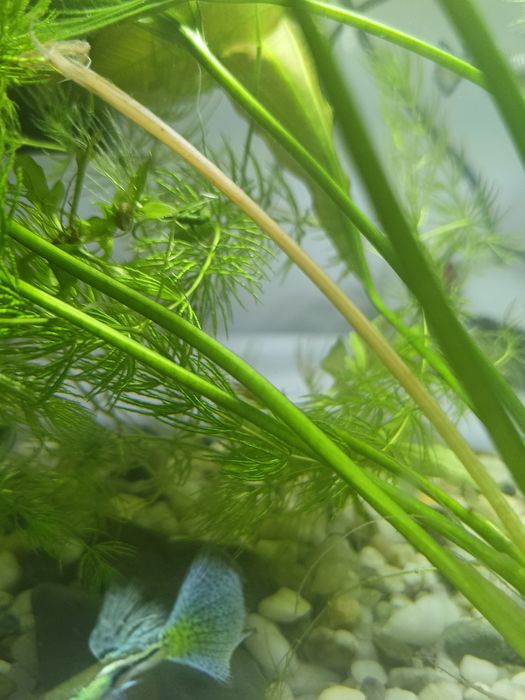 Rasowe Gupiki tuxedo Blue