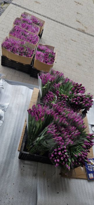 Тюльпани на 14 лютого