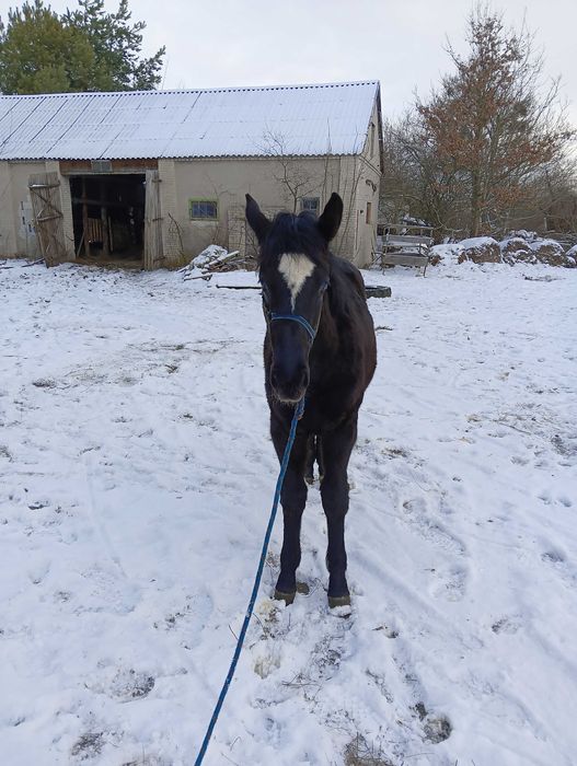 Klacz Śląska sprzedam