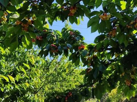 Vendo Pomar-terreno 5.000 m2