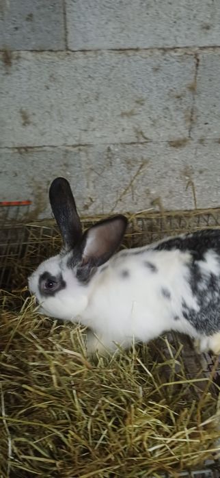 Coelhos de excelente porte