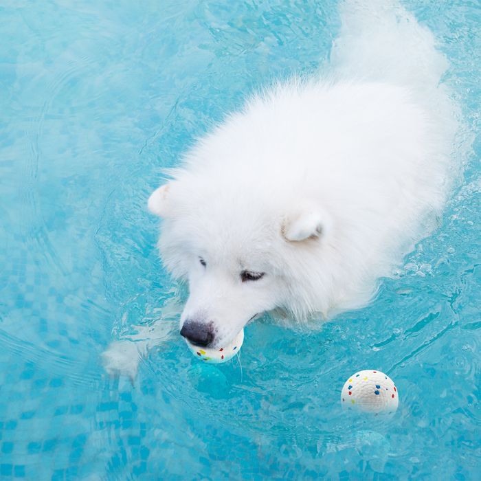 Прочный мяч для собак