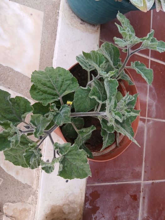 Physális Planta  muito bem tratada.