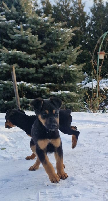 Добермани(МЕТИСИ)