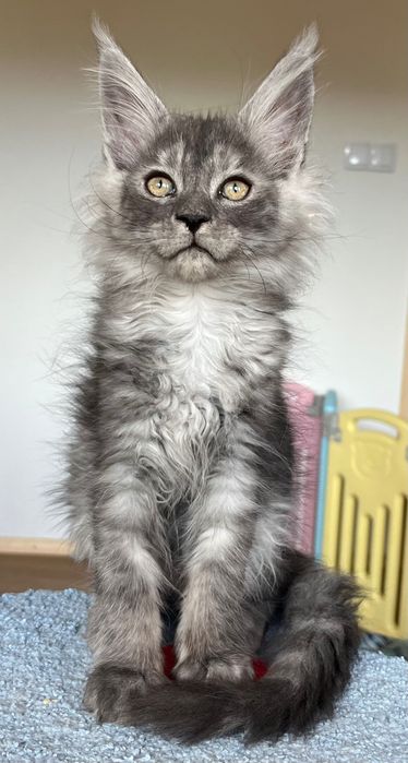 REZERWACJA Magiczny, ekskluzywny kocurek Maine Coon CZARNY DYMNY