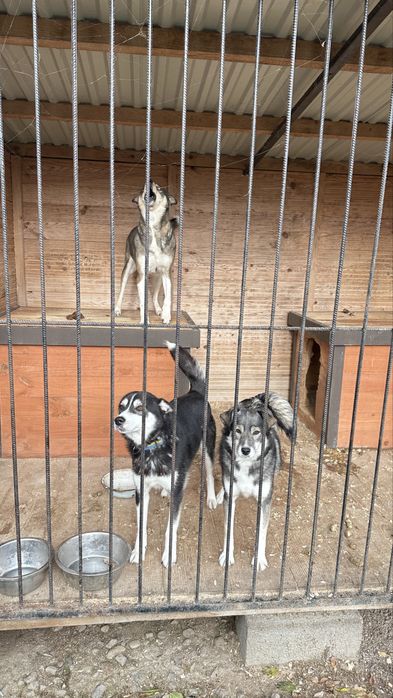 Метис хаскі в добрі руки