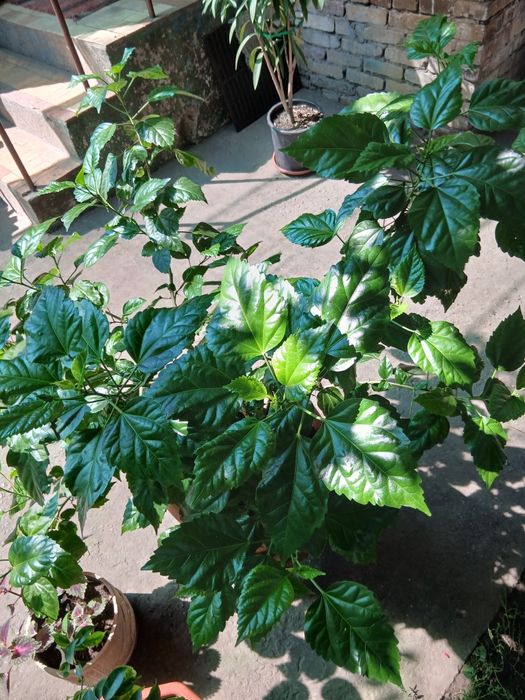 Гібіскус махровий, кімнатний.