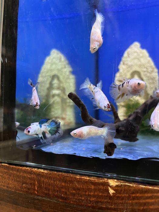 Bettas koi e azuis