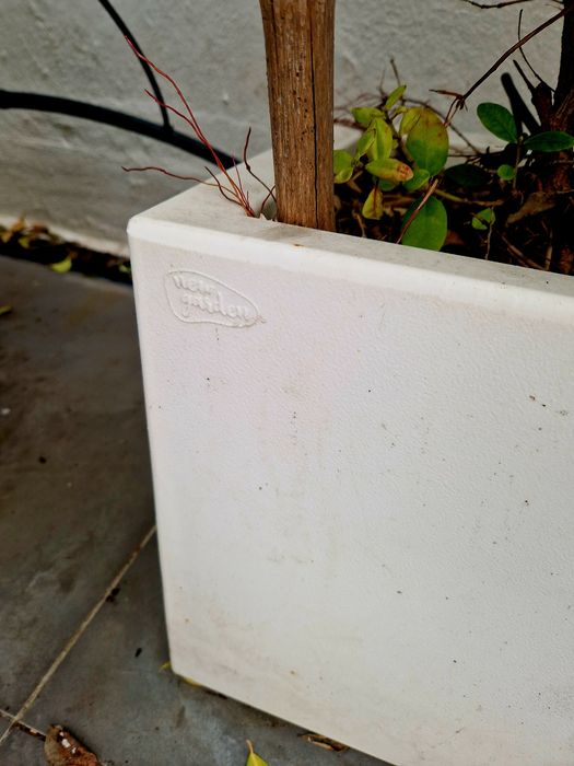 Vasos com plantas Eugenia de exterior