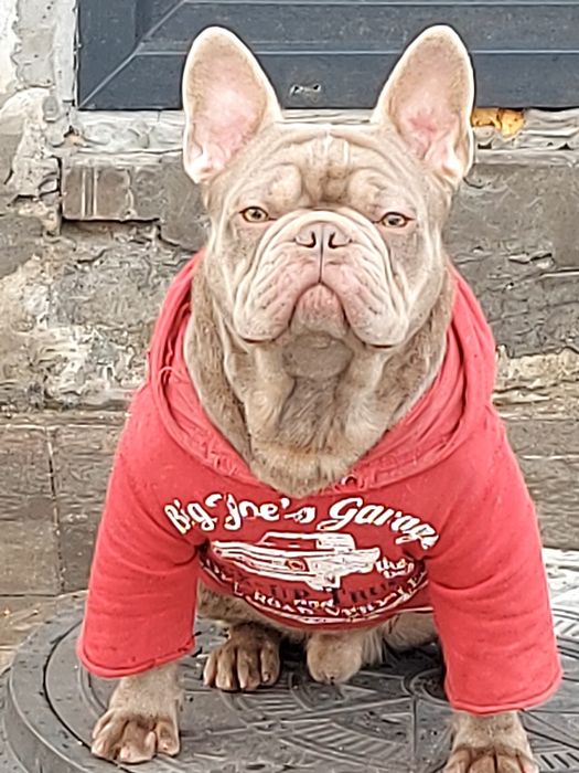 Вязка французский бульдог изабела