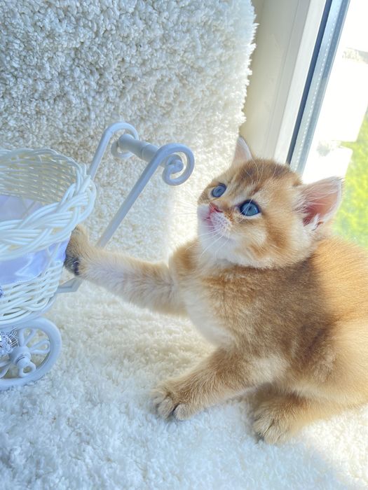 Чудесні янголятка …Золотої шиншили.