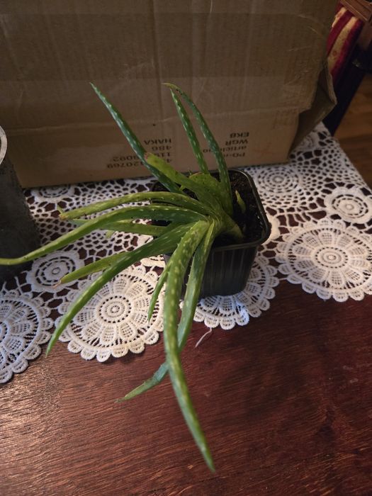 Kwiat doniczkowy Aloes